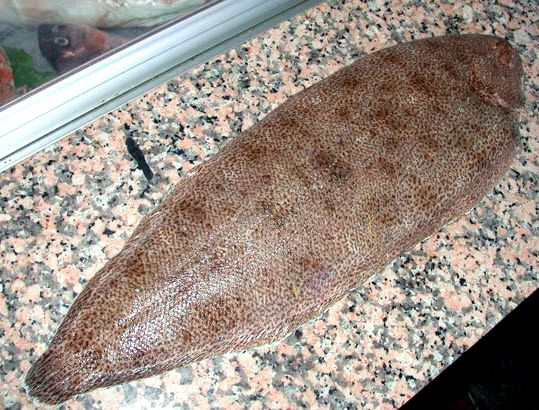 Synaptura lusitánica_03.jpg